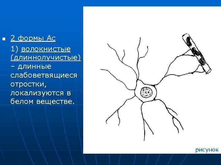 Белое вещество рисунок