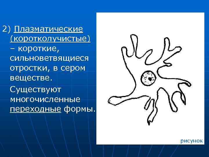 2) Плазматические (коротколучистые) – короткие, сильноветвящиеся отростки, в сером веществе. Существуют многочисленные переходные формы.