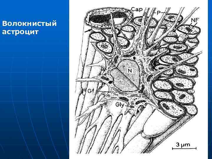 Волокнистый астроцит 