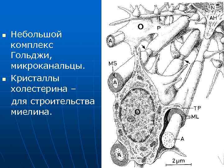 n n Небольшой комплекс Гольджи, микроканальцы. Кристаллы холестерина – для строительства миелина. 