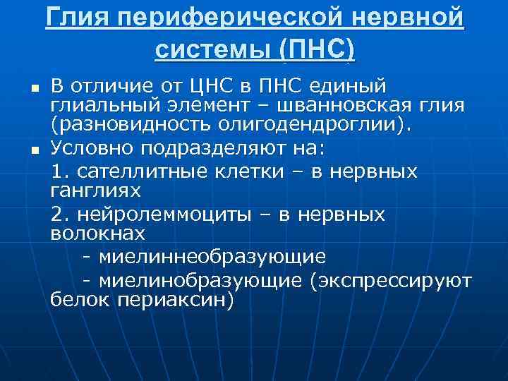 Глия периферической нервной системы (ПНС) n n В отличие от ЦНС в ПНС единый
