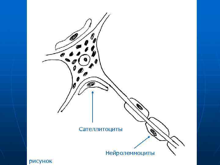 Сателлитоциты Нейролеммоциты рисунок 