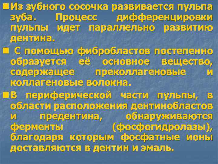 n Из зубного сосочка развивается пульпа зуба. Процесс дифференцировки пульпы идет параллельно развитию дентина.