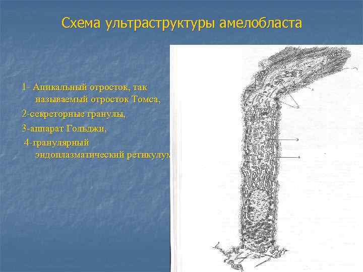 Схема ультраструктуры амелобласта 1 - Апикальный отросток, так называемый отросток Томса, 2 -секреторные гранулы,