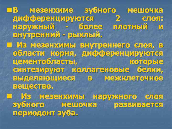 n В мезенхиме зубного мешочка дифференцируются 2 слоя: наружный - более плотный и внутренний