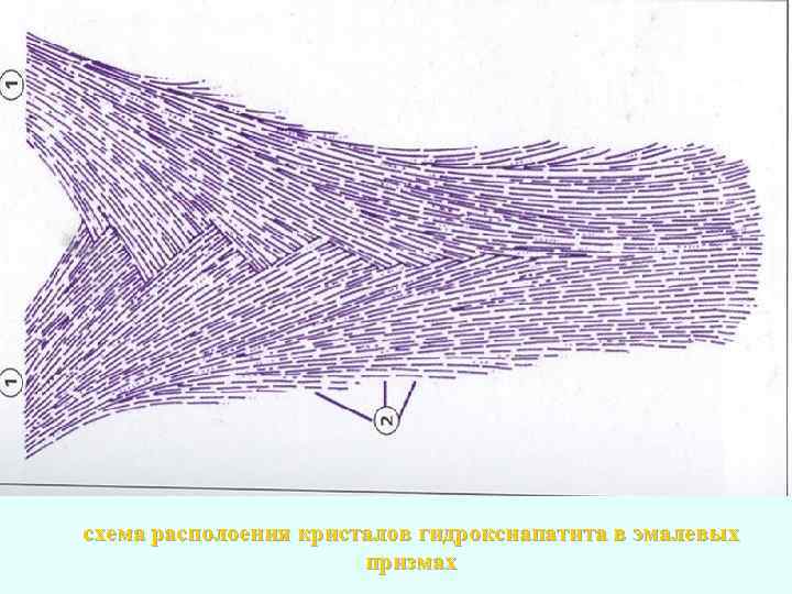 схема располоения кристалов гидроксиапатита в эмалевых призмах 