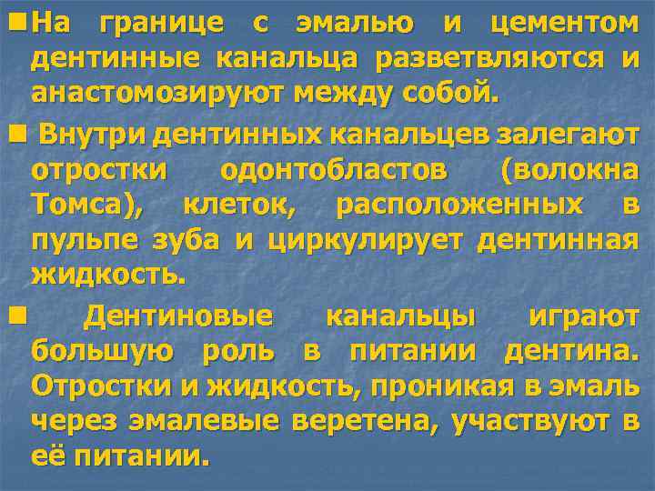 n На границе с эмалью и цементом дентинные канальца разветвляются и анастомозируют между собой.