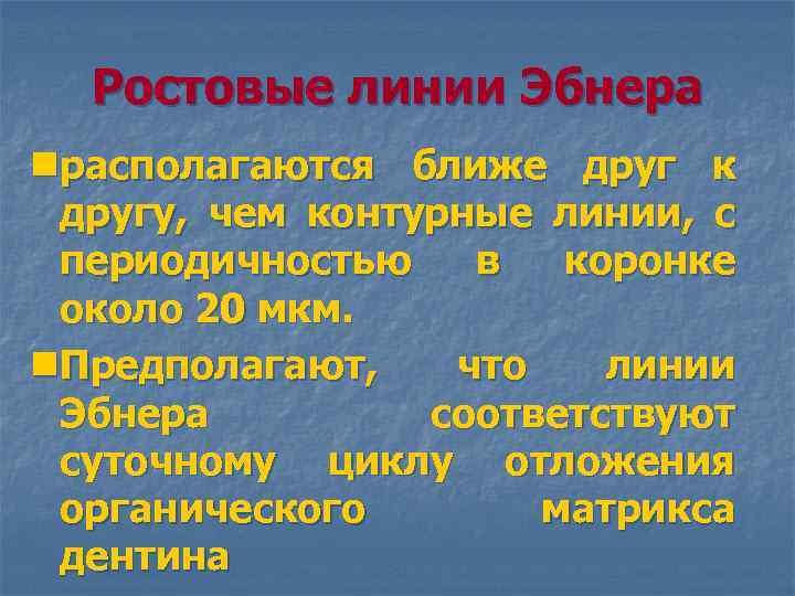 Ростовые линии Эбнера nрасполагаются ближе друг к другу, чем контурные линии, с периодичностью в