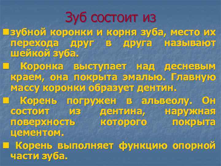 Зуб состоит из n зубной коронки и корня зуба, место их перехода друг в
