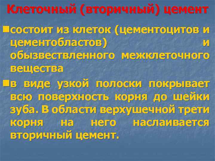 Клеточный (вторичный) цемент nсостоит из клеток (цементоцитов и цементоблаcтoв) и обызвествленного межклеточного вещества nв