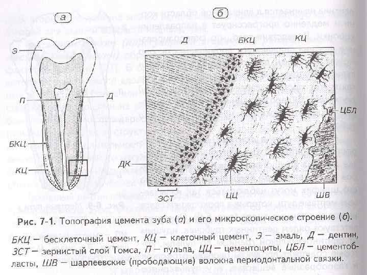 В чем особенность строения дентина какую. Бесклеточный цемент зуба гистология. Гистологическое строение цемента зуба. Строение цемента зуба гистология. Строение цемента гистология.