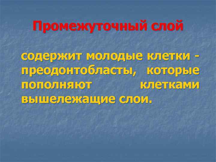Промежуточный слой содержит молодые клетки преодонтобласты, которые пополняют клетками вышележащие слои. 