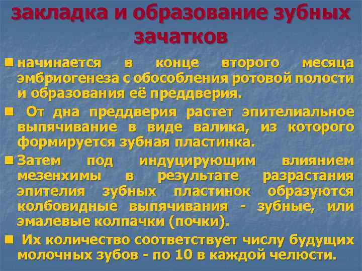 закладка и образование зубных зачатков n начинается в конце второго месяца эмбриогенеза с обособления
