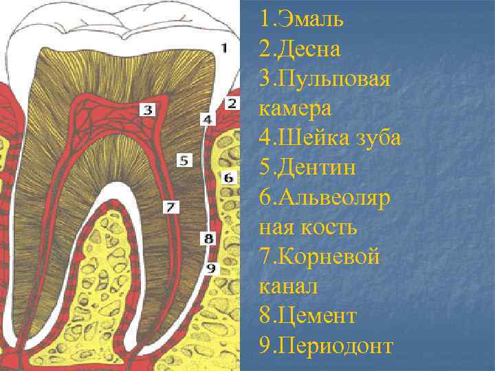 1. Эмаль 2. Десна 3. Пульповая камера 4. Шейка зуба 5. Дентин 6. Альвеоляр
