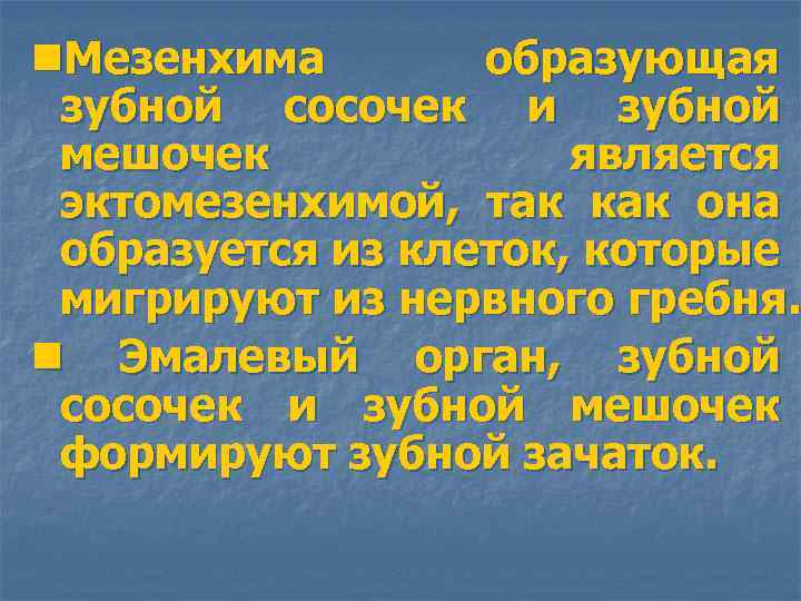 n. Мезенхима образующая зубной сосочек и зубной мешочек является эктомезенхимой, так как она образуется