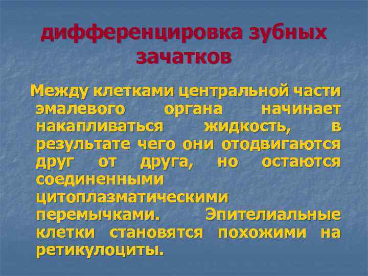 дифференцировка зубных зачатков Между клетками центральной части эмалевого органа начинает накапливаться жидкость, в результате