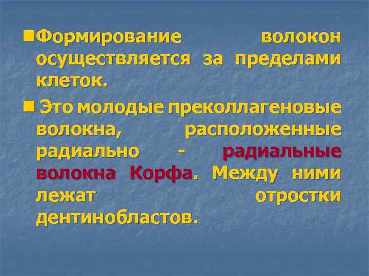 n. Формирование волокон осуществляется за пределами клеток. n Это молодые преколлагеновые волокна, расположенные радиально