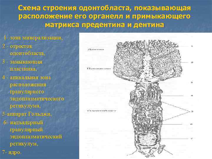 Схема строения одонтобласта, показывающая расположение его органелл и примыкающего матрикса предентина и дентина 1