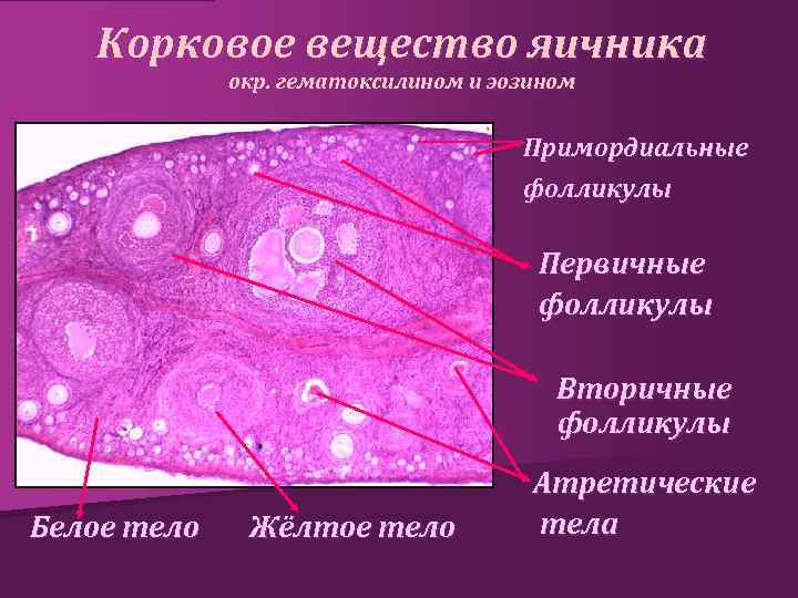 Корковое вещество яичника окр. гематоксилином и эозином Примордиальные фолликулы Первичные фолликулы Вторичные фолликулы Белое