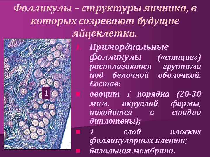 Фолликулы – структуры яичника, в которых созревают будущие яйцеклетки. 1. 1 n n n