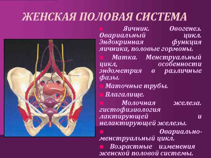 ЖЕНСКАЯ ПОЛОВАЯ СИСТЕМА Яичник. Овогенез. Овариальный цикл. Эндокринная функция яичника, половые гормоны. n Матка.