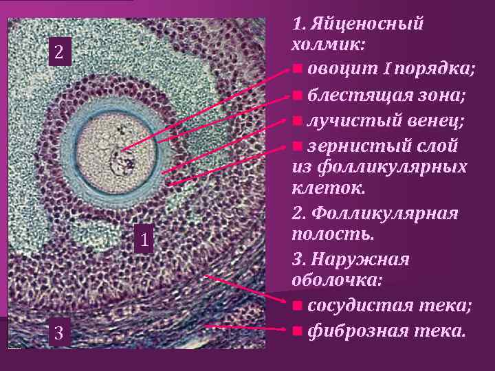 2 1 3 1. Яйценосный холмик: n овоцит I порядка; n блестящая зона; n