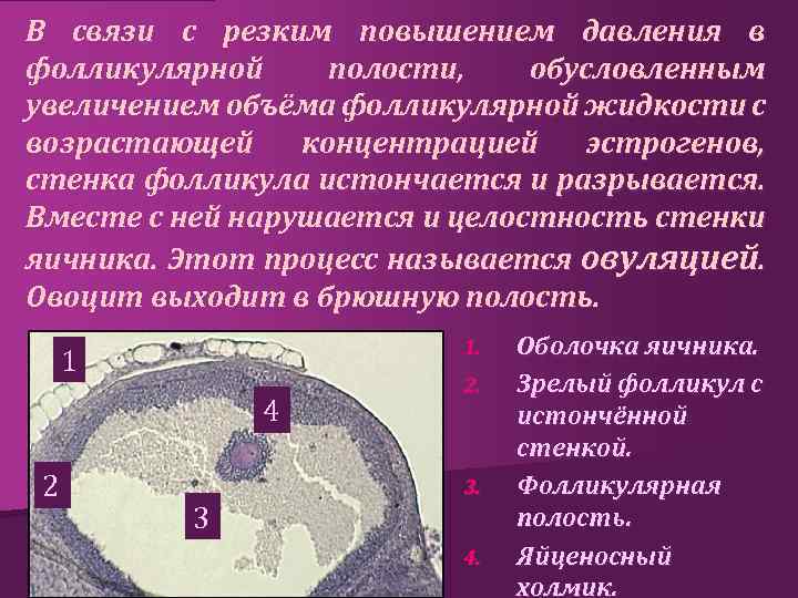 В связи с резким повышением давления в фолликулярной полости, обусловленным увеличением объёма фолликулярной жидкости