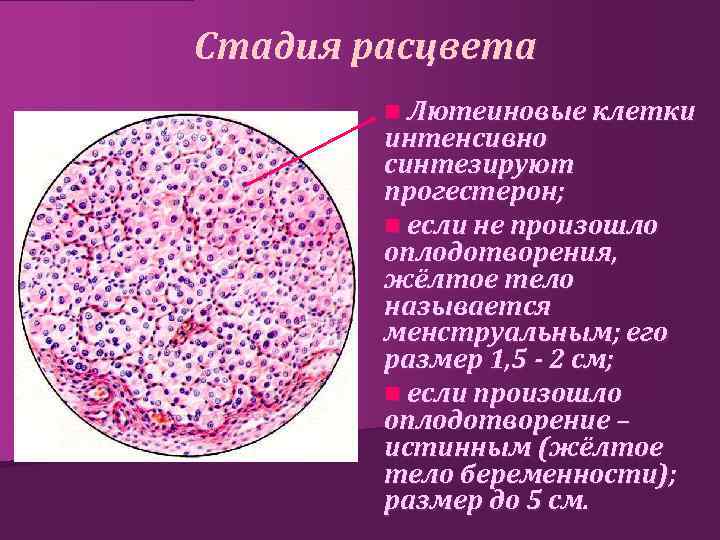 Стадия расцвета n Лютеиновые клетки интенсивно синтезируют прогестерон; n если не произошло оплодотворения, жёлтое