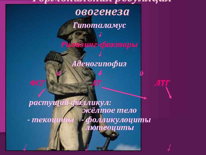 Гормональная регуляция овогенеза Гипоталамус ⇣ Рилизинг-факторы ⇣ Аденогипофиз ⇙ ⇓ ФСГ ⇘ ЛГ ЛТГ