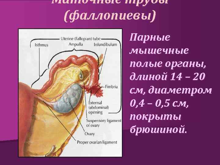 Маточные трубы (фаллопиевы) Парные мышечные полые органы, длиной 14 – 20 см, диаметром 0,