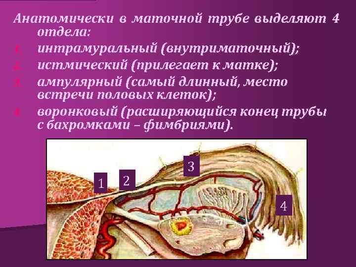 Анатомически в маточной трубе выделяют 4 отдела: 1. интрамуральный (внутриматочный); 2. истмический (прилегает к