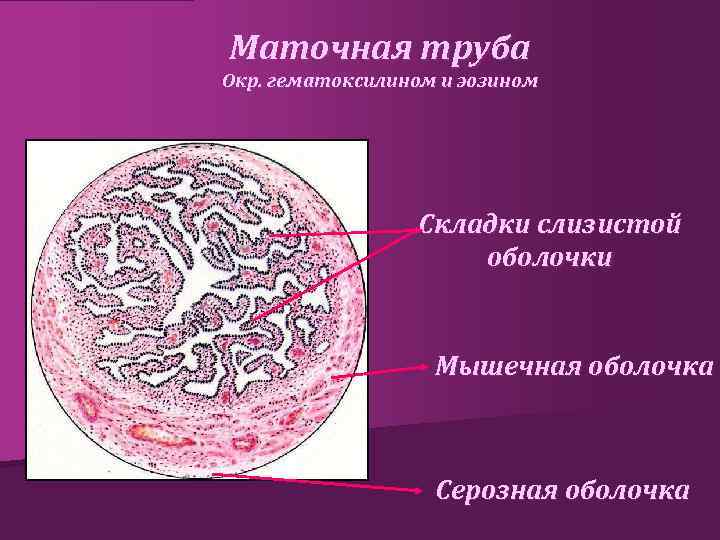 Маточная труба Окр. гематоксилином и эозином Складки слизистой оболочки Мышечная оболочка Серозная оболочка 