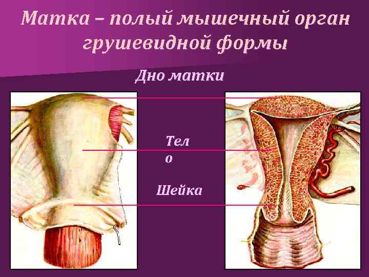 Матка – полый мышечный орган грушевидной формы Дно матки Тел о Шейка 