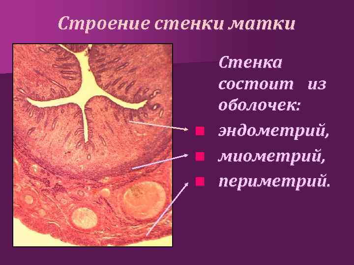 Строение стенки матки Стенка состоит из оболочек: n эндометрий, n миометрий, n периметрий. 