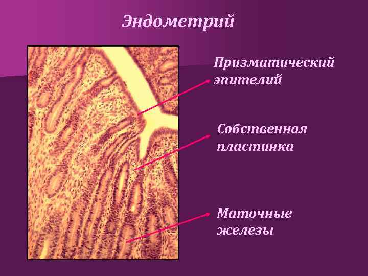 Эндометрий Призматический эпителий Собственная пластинка Маточные железы 