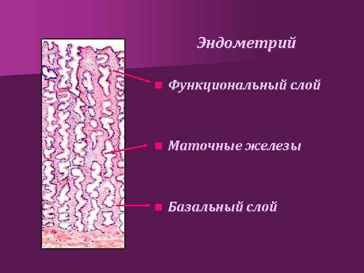 Функциональный слой эндометрия