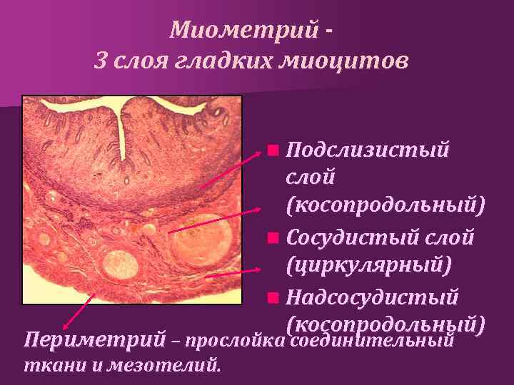 Миометрий 3 слоя гладких миоцитов n Подслизистый слой (косопродольный) n Сосудистый слой (циркулярный) n