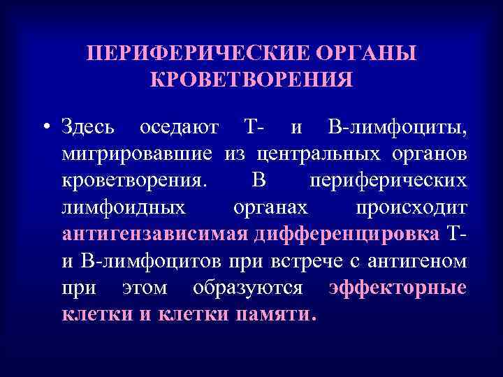 ПЕРИФЕРИЧЕСКИЕ ОРГАНЫ КРОВЕТВОРЕНИЯ • Здесь оседают Т- и В-лимфоциты, мигрировавшие из центральных органов кроветворения.