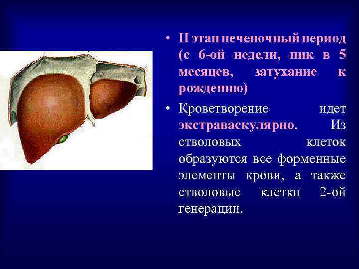  • II этап печеночный период (с 6 -ой недели, пик в 5 месяцев,