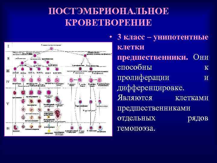 ПОСТЭМБРИОНАЛЬНОЕ КРОВЕТВОРЕНИЕ • 3 класс – унипотентные клетки предшественники. Они способны к пролиферации и