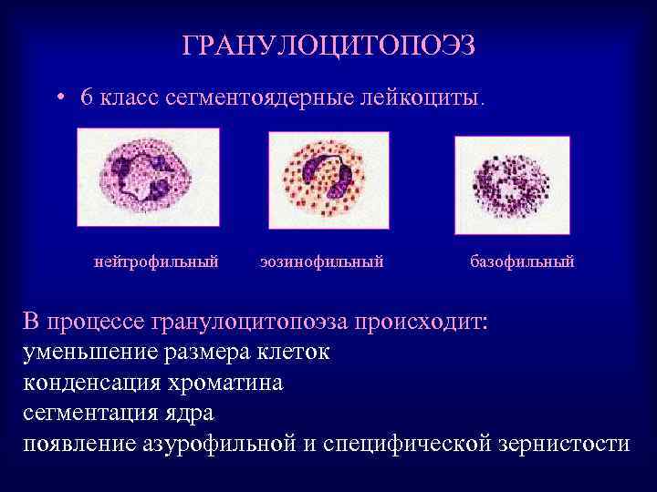 ГРАНУЛОЦИТОПОЭЗ • 6 класс сегментоядерные лейкоциты. нейтрофильный эозинофильный базофильный В процессе гранулоцитопоэза происходит: уменьшение