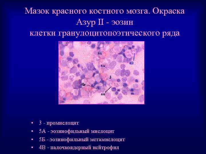 Мазок красного костного мозга. Окраска Азур II - эозин клетки гранулоцитопоэтического ряда • •