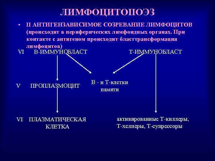 ЛИМФОЦИТОПОЭЗ • II АНТИГЕНЗАВИСИМОЕ СОЗРЕВАНИЕ ЛИМФОЦИТОВ (происходит в периферических лимфоидных органах. При контакте с