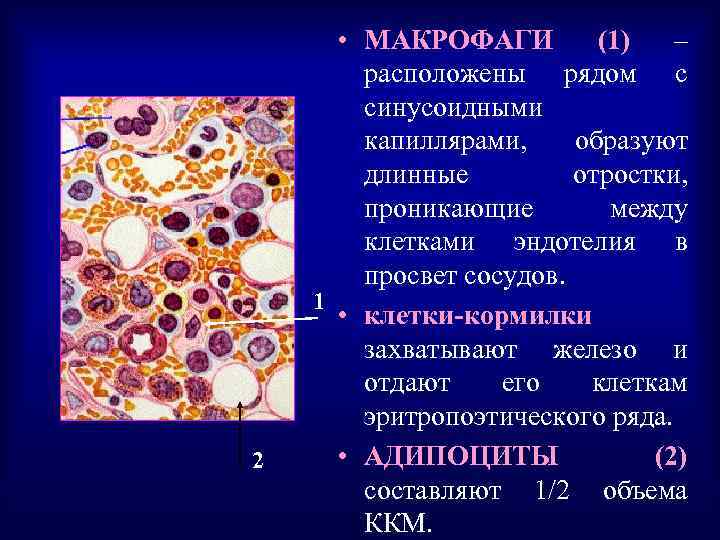 2 • МАКРОФАГИ (1) – расположены рядом с синусоидными капиллярами, образуют длинные отростки, проникающие