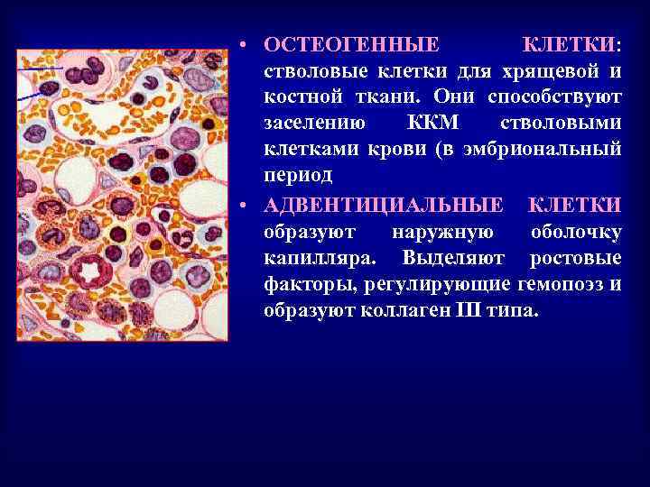  • ОСТЕОГЕННЫЕ КЛЕТКИ: стволовые клетки для хрящевой и костной ткани. Они способствуют заселению