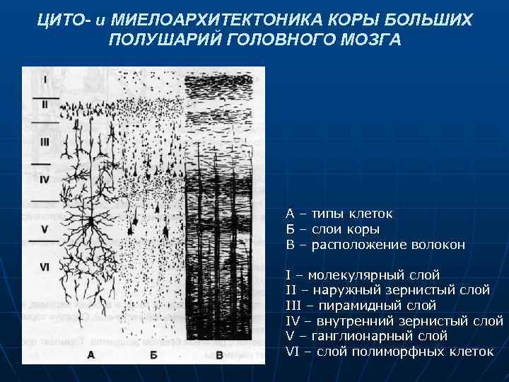 ЦИТО- и МИЕЛОАРХИТЕКТОНИКА КОРЫ БОЛЬШИХ ПОЛУШАРИЙ ГОЛОВНОГО МОЗГА А – типы клеток Б –