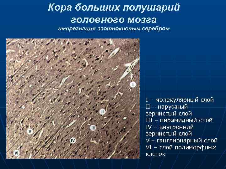 Кора больших полушарий головного мозга импрегнация азотнокислым серебром I – молекулярный слой II –