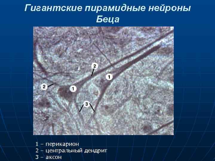 Гигантские пирамидные нейроны Беца 1 – перикарион 2 – центральный дендрит 3 – аксон