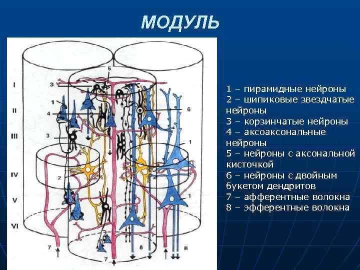 МОДУЛЬ 1 – пирамидные нейроны 2 – шипиковые звездчатые нейроны 3 – корзинчатые нейроны