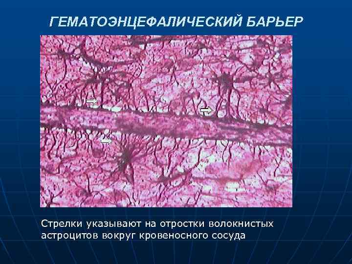 ГЕМАТОЭНЦЕФАЛИЧЕСКИЙ БАРЬЕР Стрелки указывают на отростки волокнистых астроцитов вокруг кровеносного сосуда 